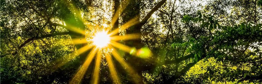 sunlight shining through trees